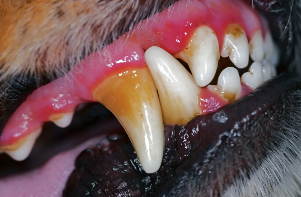 gingivitis en perros y gatos
