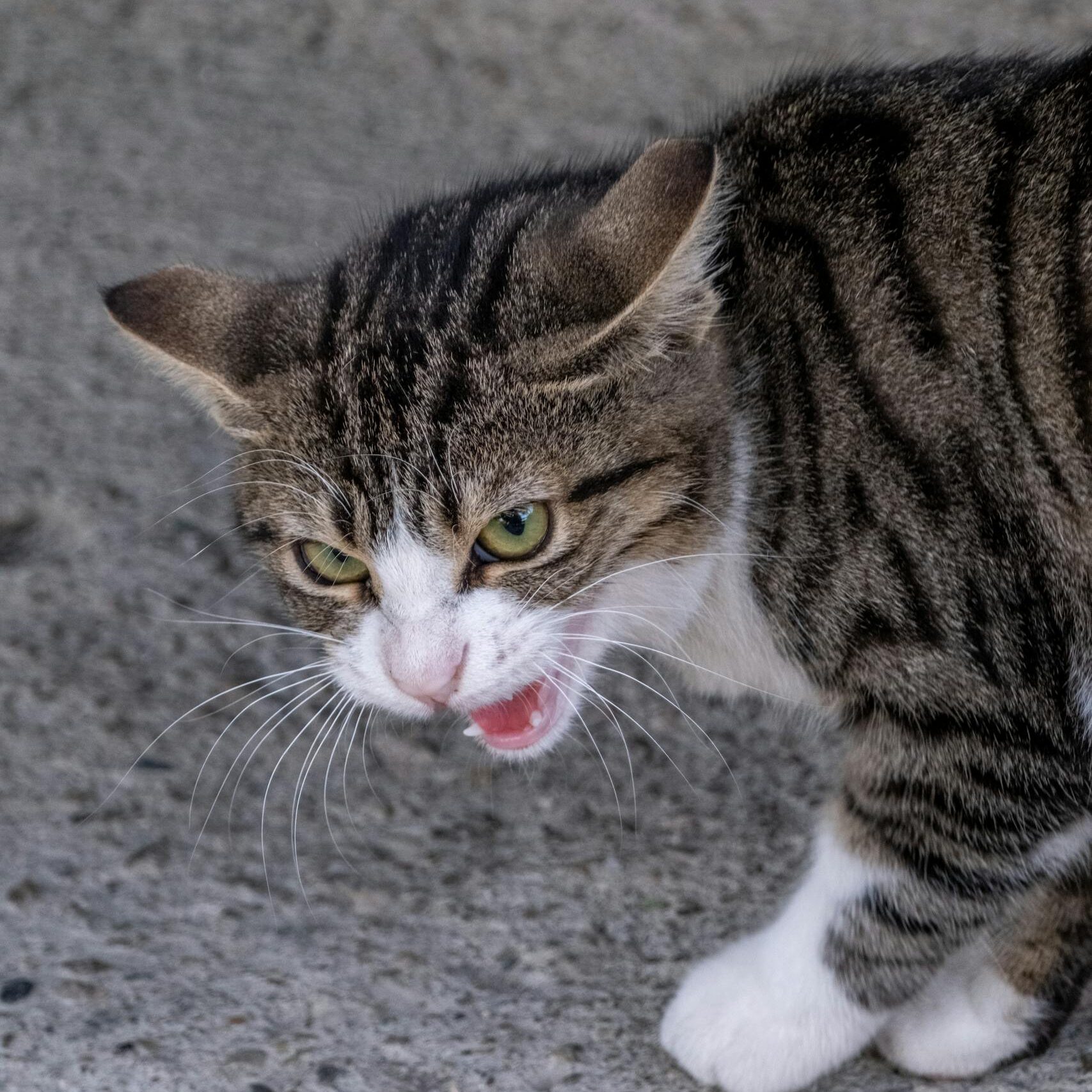 A close-up view of an aggressive tabby cat hissing on a concrete surface outdoors.